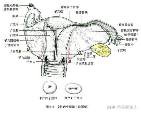 真人女生下面|女性生殖系统解剖图（建议收藏）